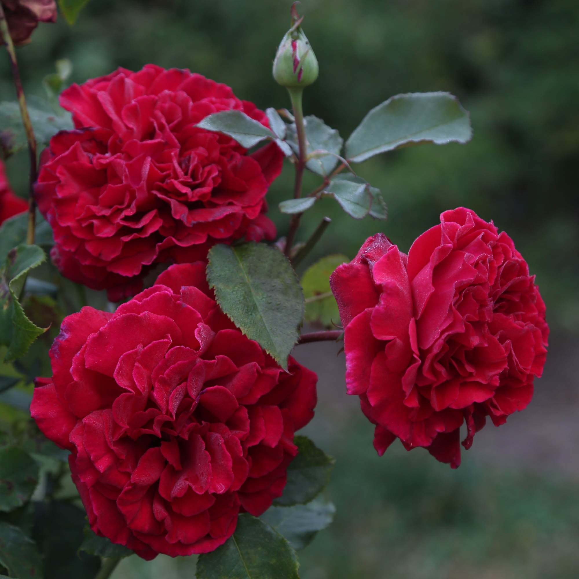 Velvet Fragrance
