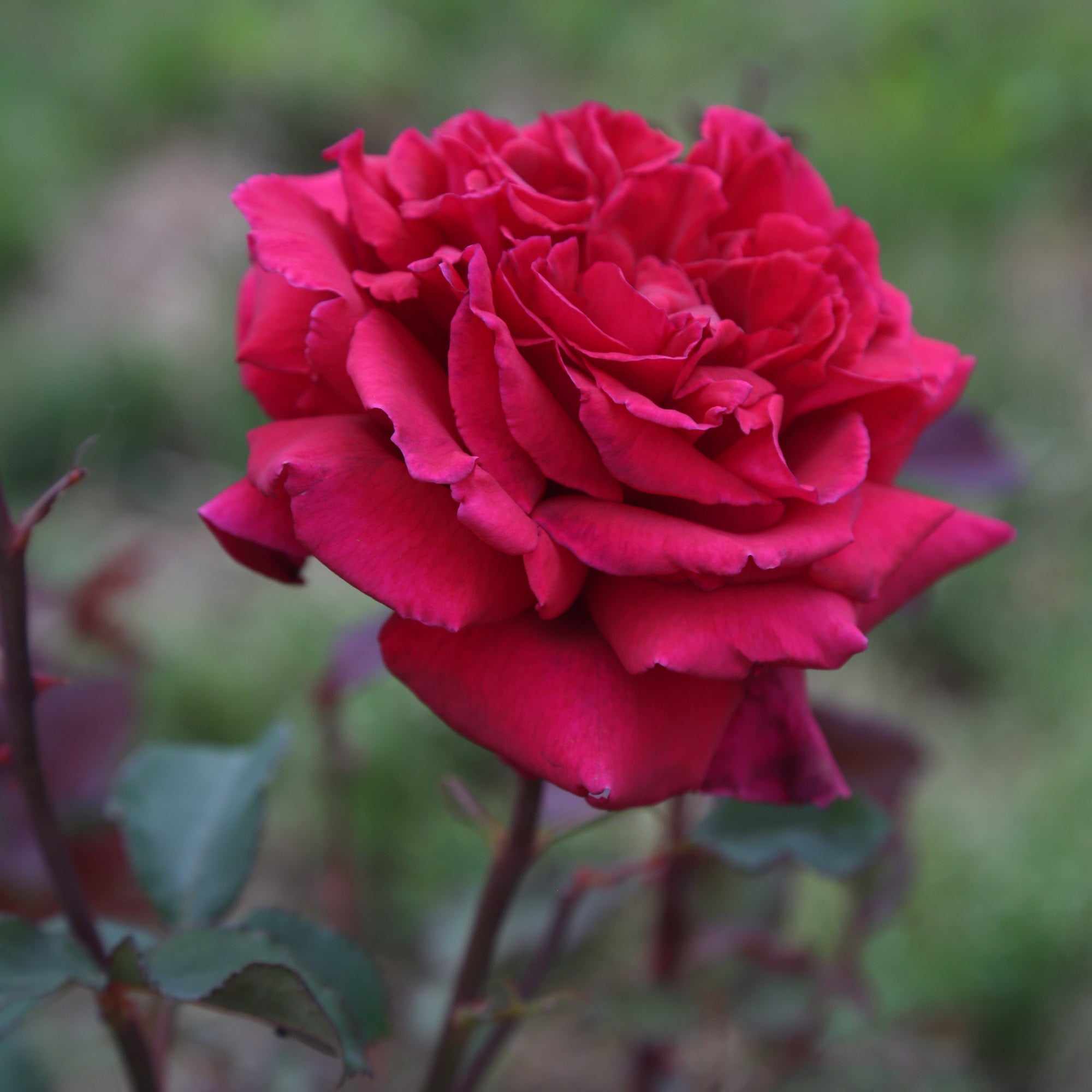 Velvet Fragrance