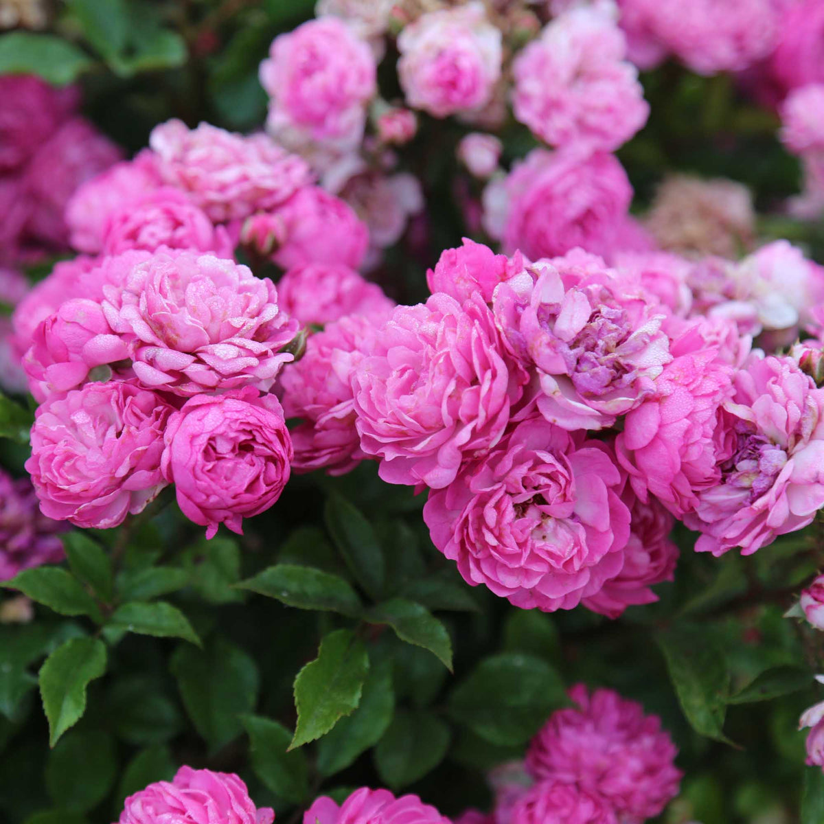 Vineyard Song Shrub Rose | Fragrant Rose Plant – Heirloom