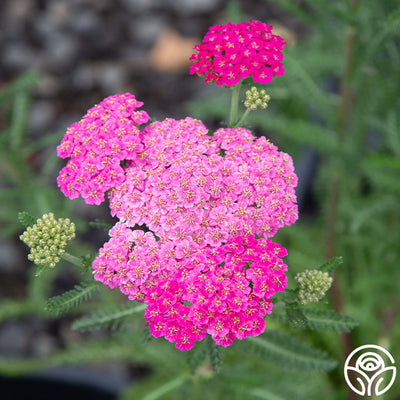 Yarrow