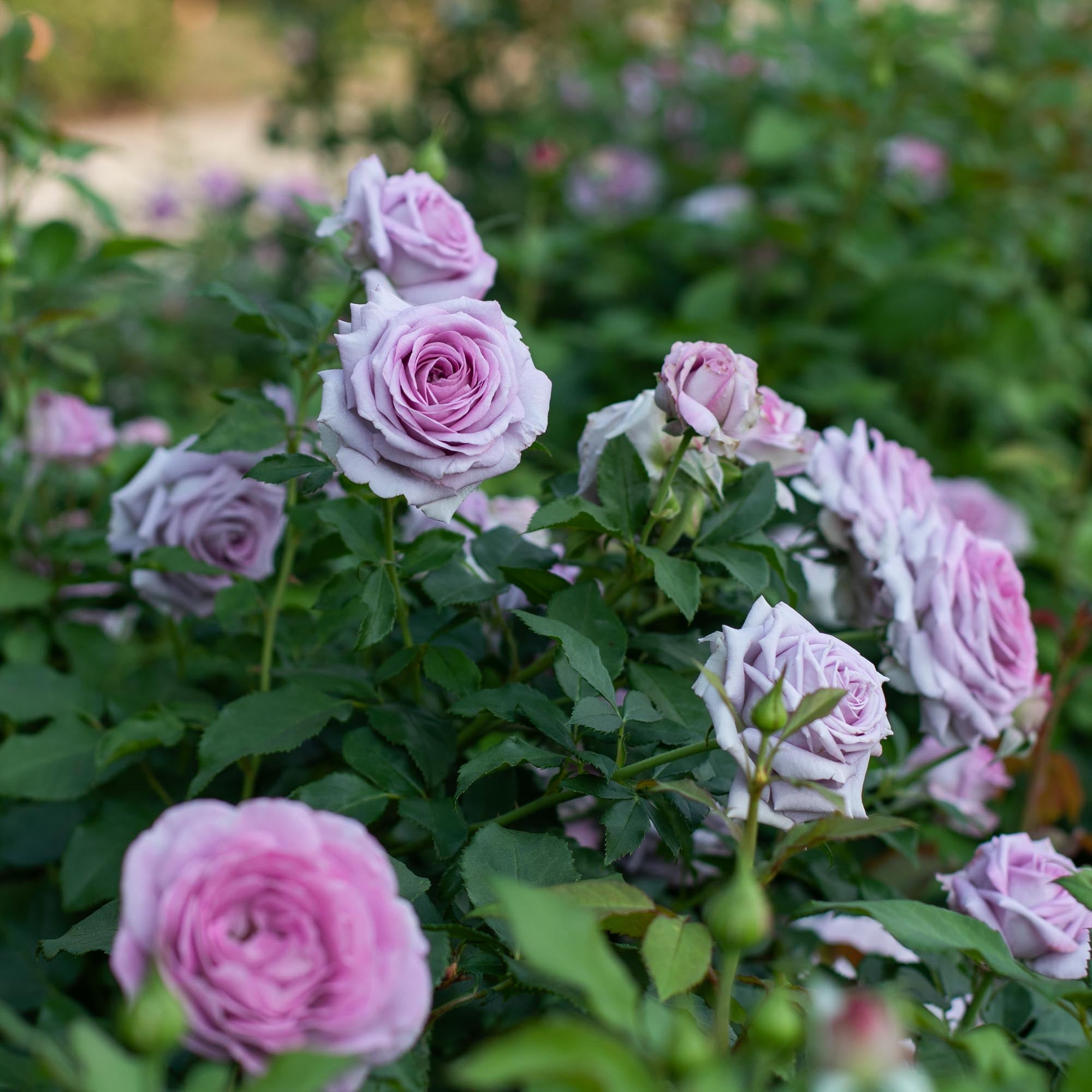 Christian Bedard Rose Collection – Heirloom