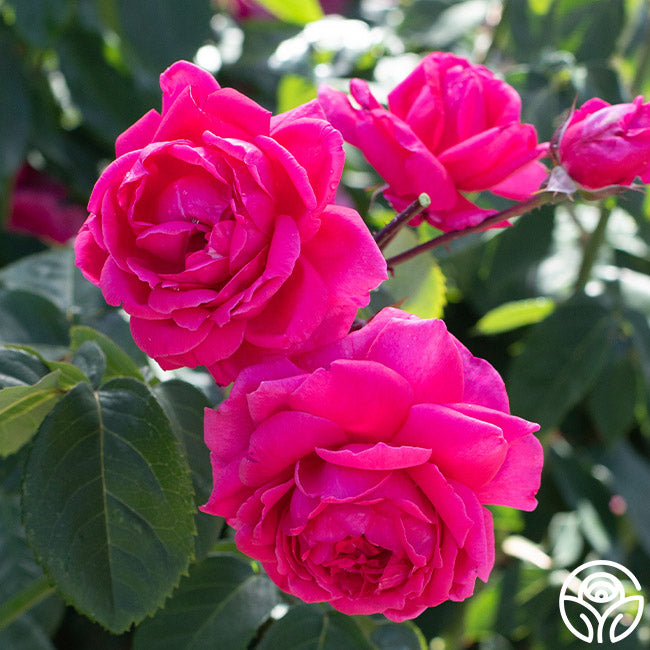 Reel Roses Virginia Reel Hardy Rose | Pink Rose Plant – Heirloom