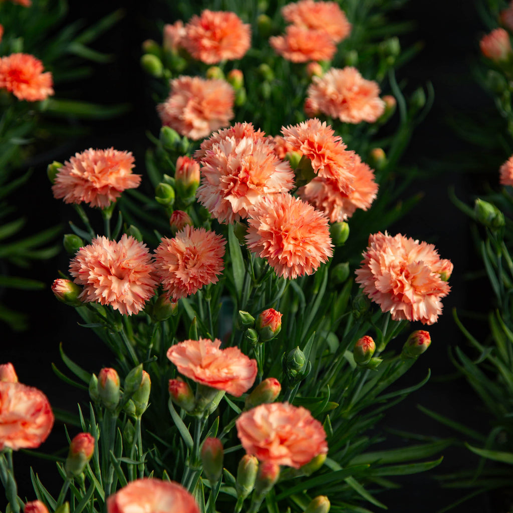 Vivacia™ Orange