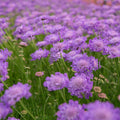 Vivid Violet