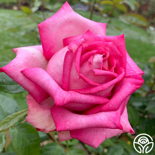 Eleganza Wedding Bells Hybrid Tea Rose | Pink Rose Plant