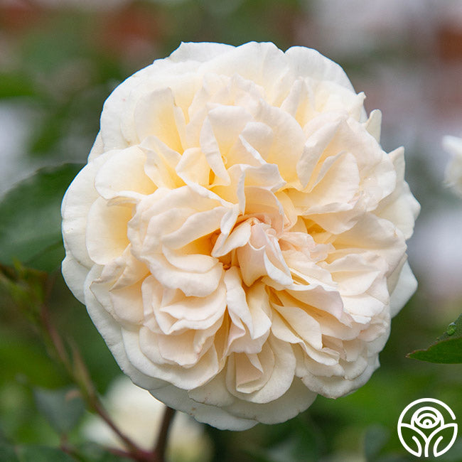 Heirloom Roses Wedding Garland - Thumbnail 3