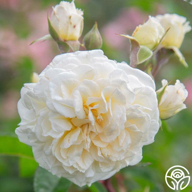 Heirloom Roses Wedding Garland - Thumbnail 5