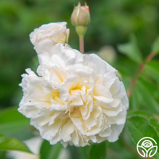 Heirloom Roses Wedding Garland