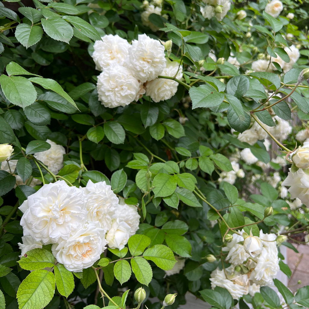 Wedding Garland