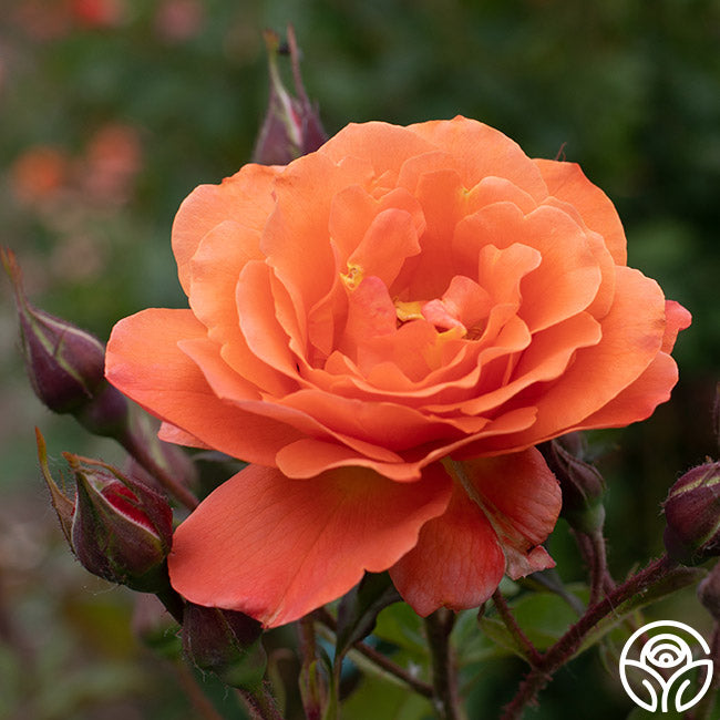 Heirloom Roses Westerland - Thumbnail 2