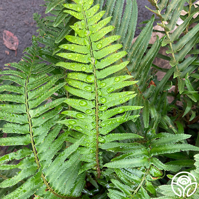 Western Sword Fern