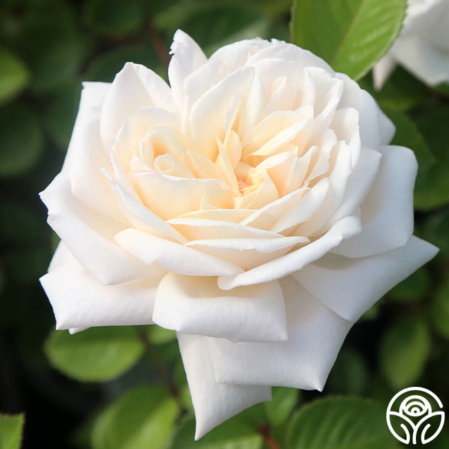 White Gold Roses White Gold Rose - Shrub - Very Fragrant – Heirloom Roses
