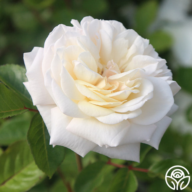 White Gold Roses White Gold Rose - Shrub - Very Fragrant – Heirloom Roses