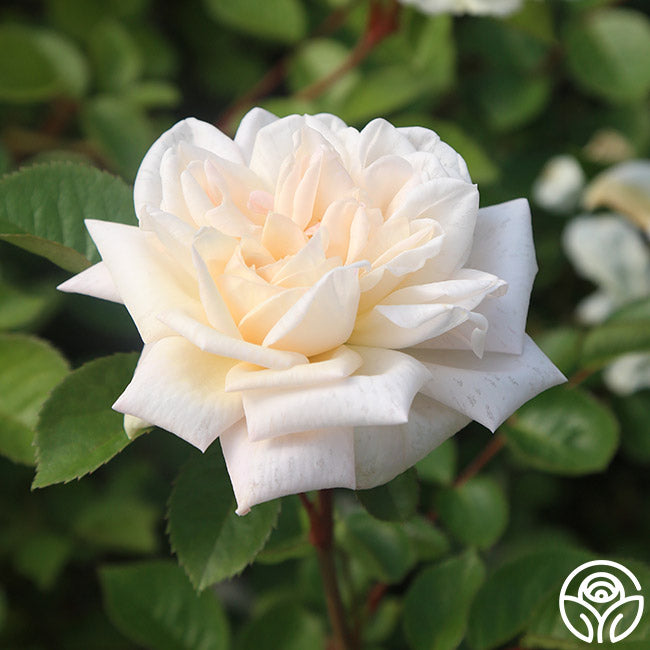 White Gold Roses White Gold Rose - Shrub - Very Fragrant – Heirloom Roses
