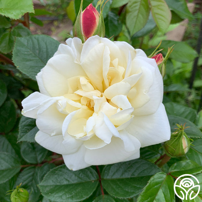 White Gold Roses White Gold Rose - Shrub - Very Fragrant – Heirloom Roses
