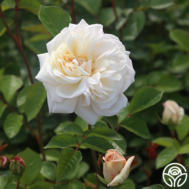 White Gold Roses White Gold Rose - Shrub - Very Fragrant – Heirloom Roses