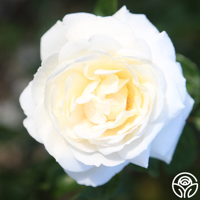 White Gold Roses White Gold Rose - Shrub - Very Fragrant – Heirloom Roses