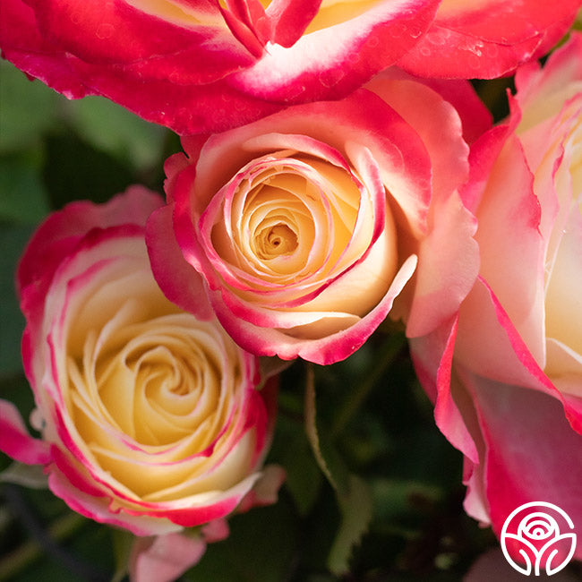 Johann Strauss – Heirloom Roses Johann Strauss – Heirloom Roses