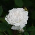 White Bath