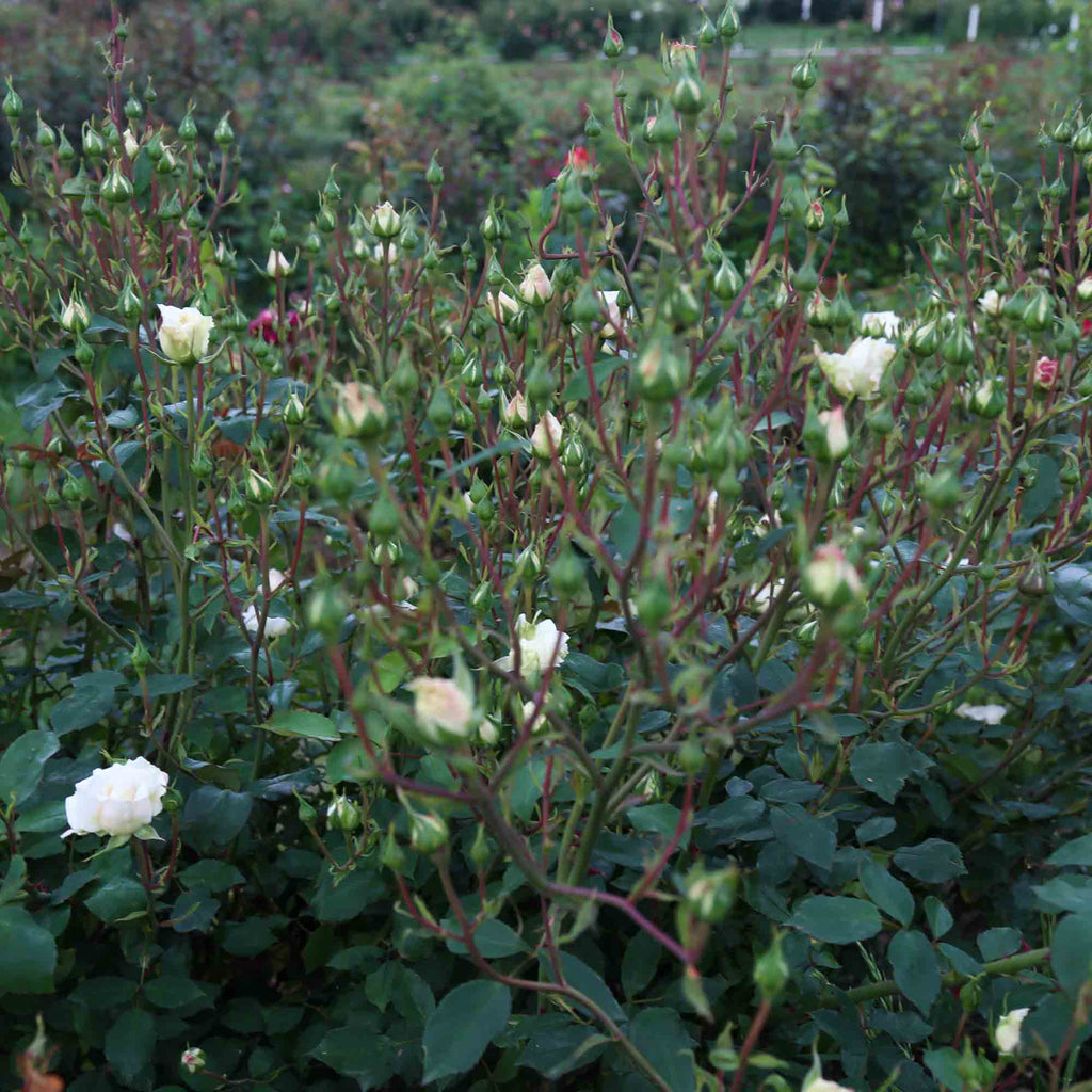 White Cap