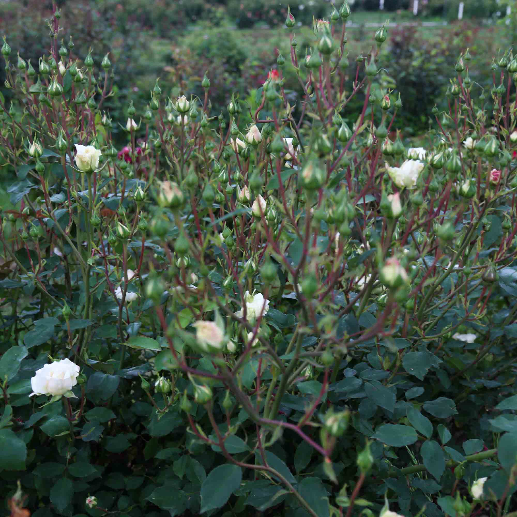 White Cap