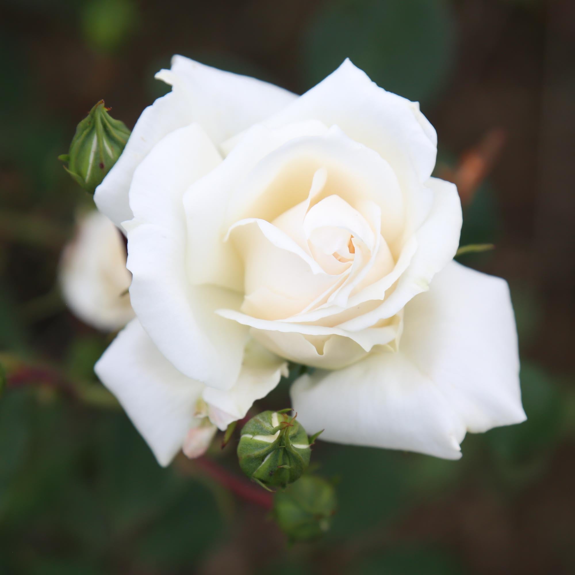 White Cap