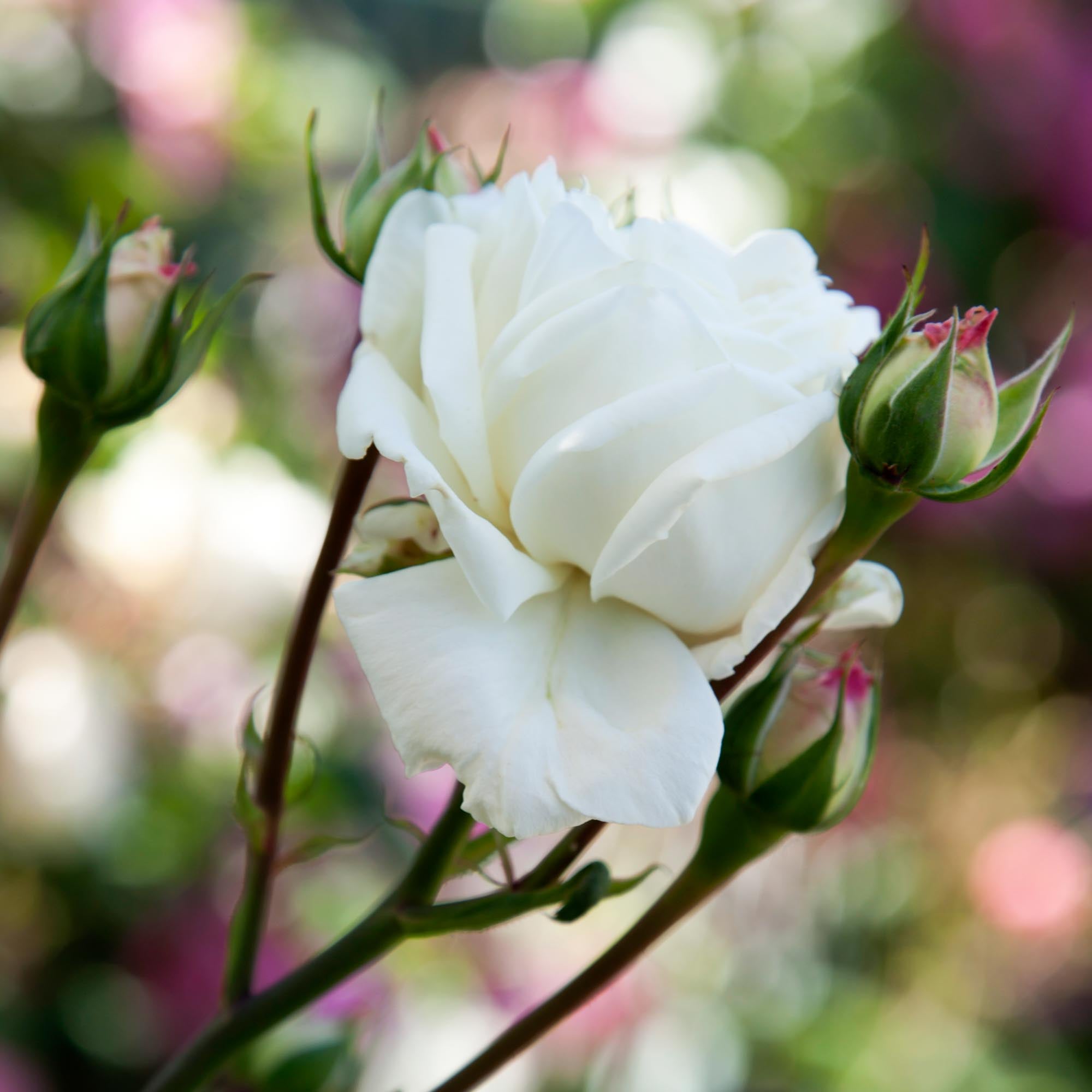 White Cap