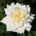 White Cap