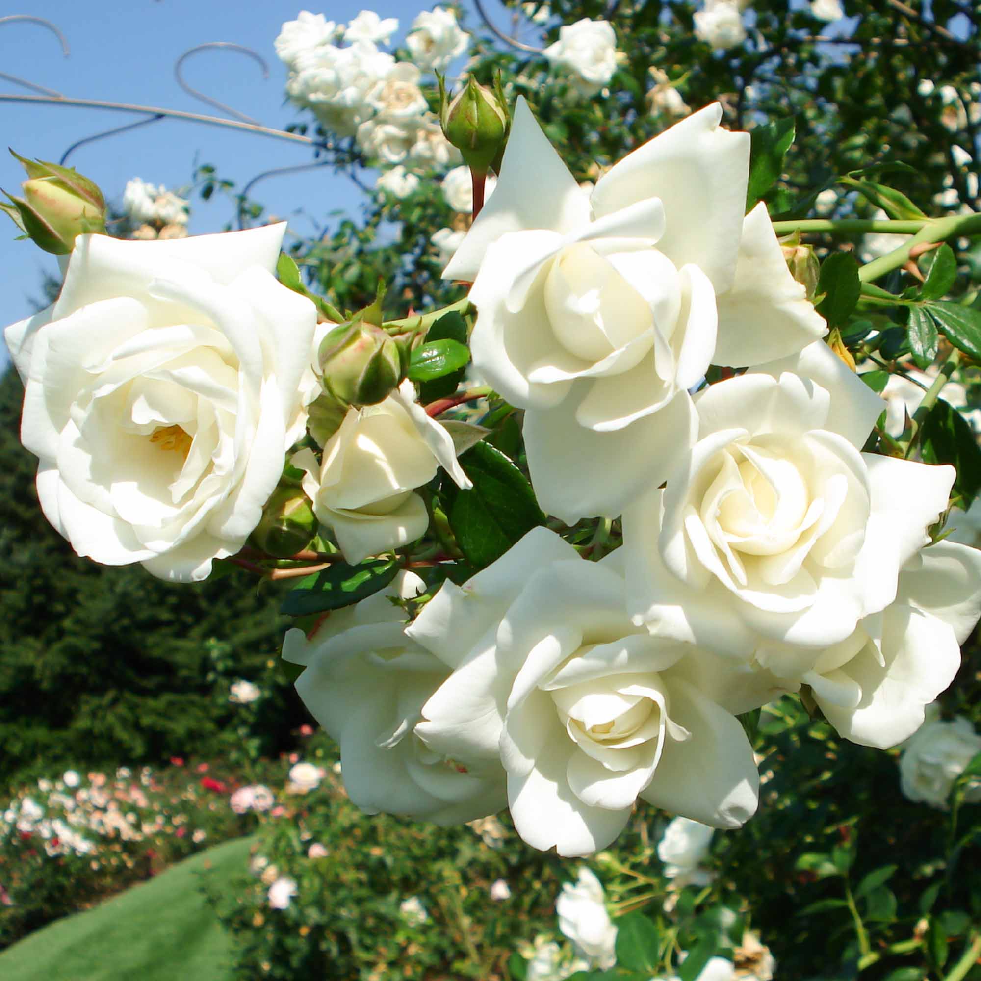 White Dawn®