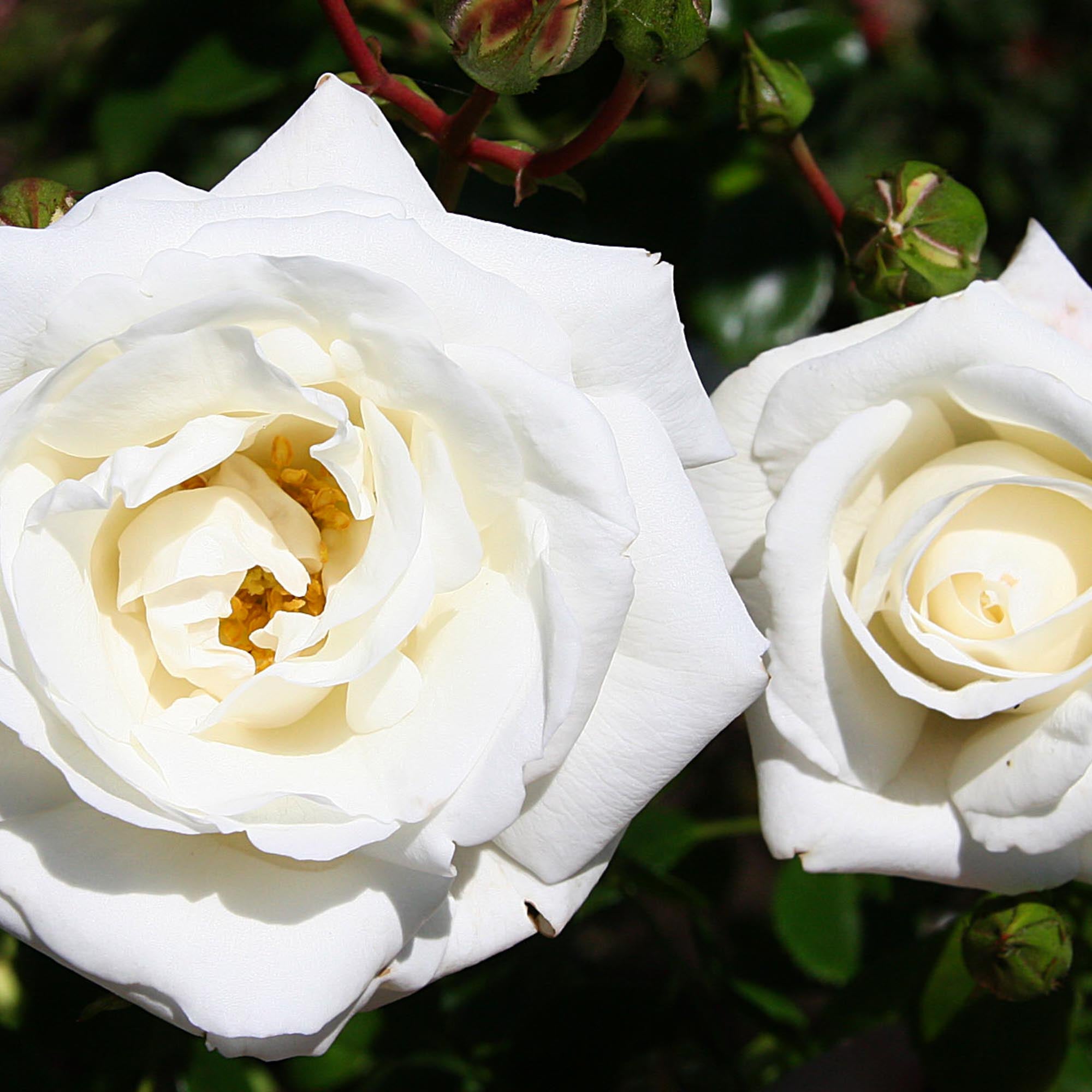 White Dawn®