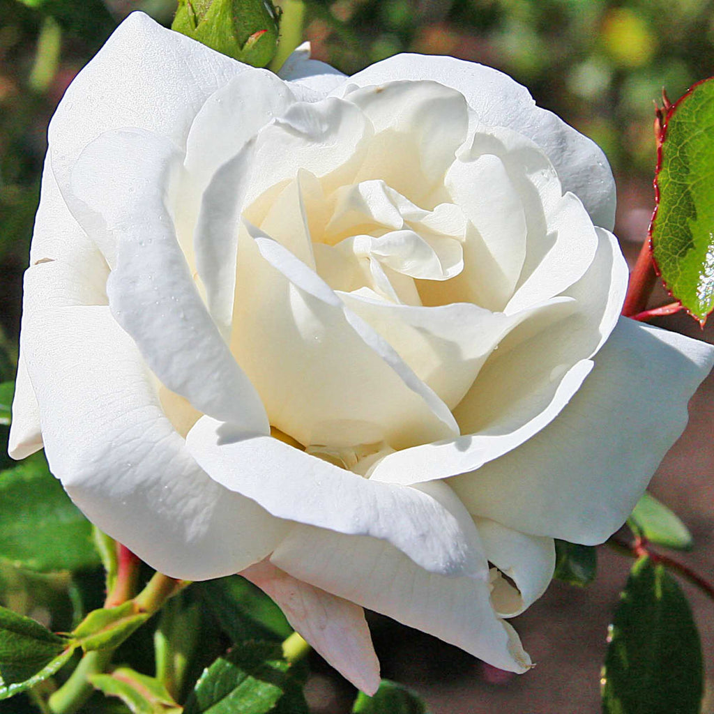 White Dawn®