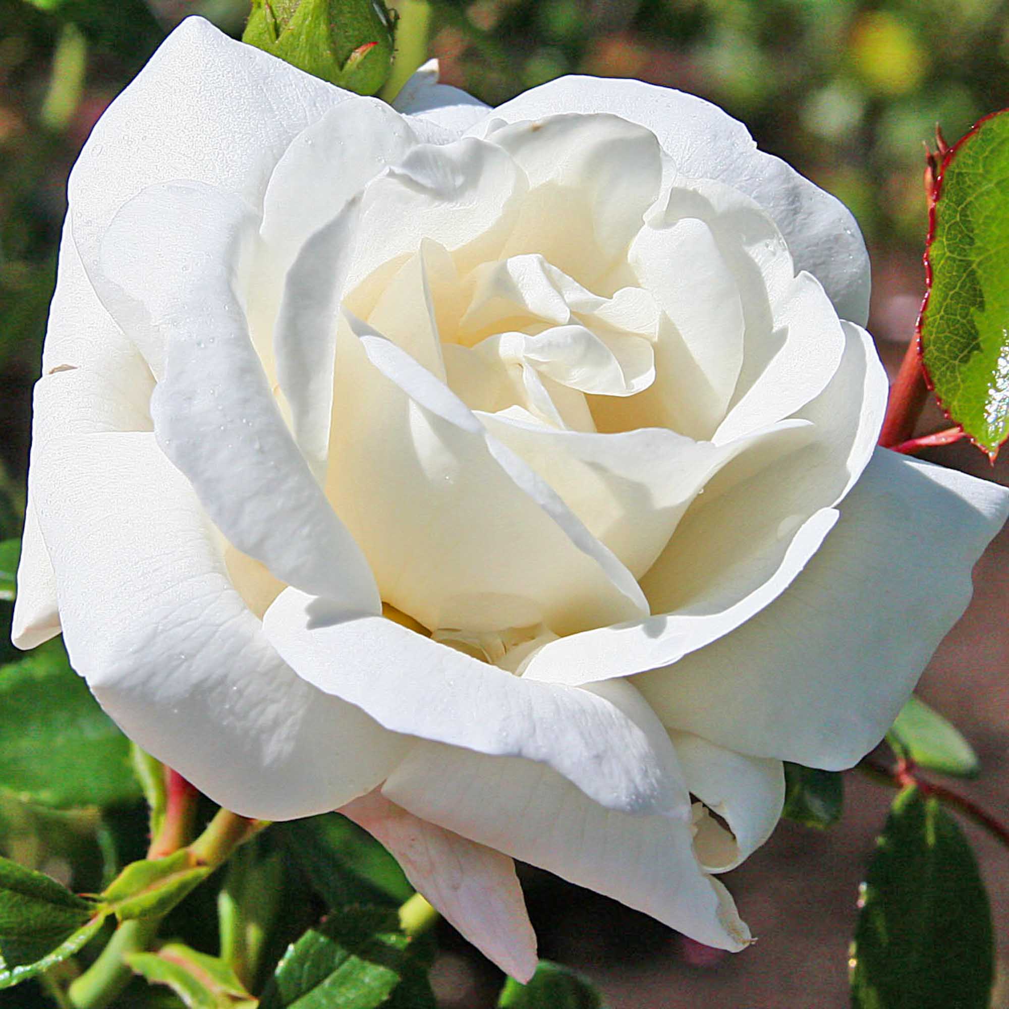 White Dawn®