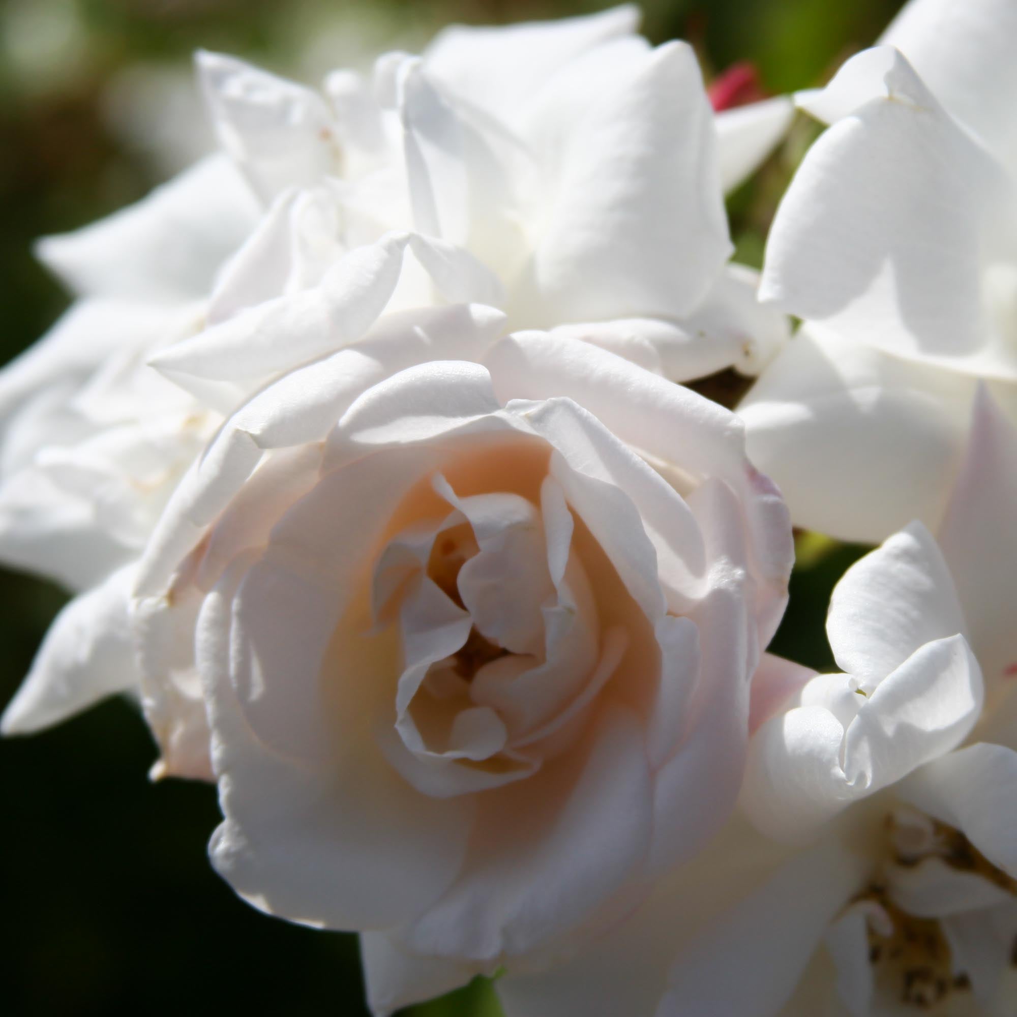 White Dawn®