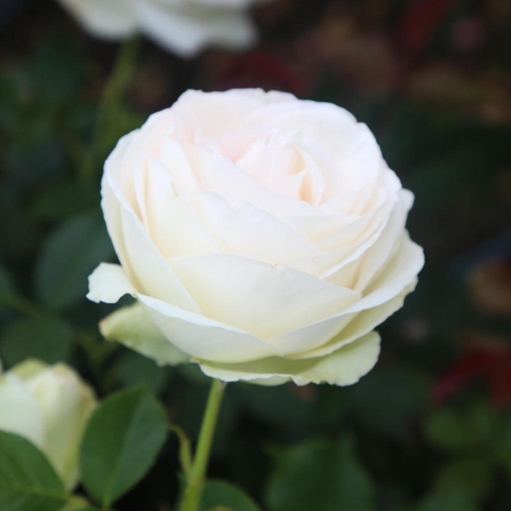 White Eden Climber®