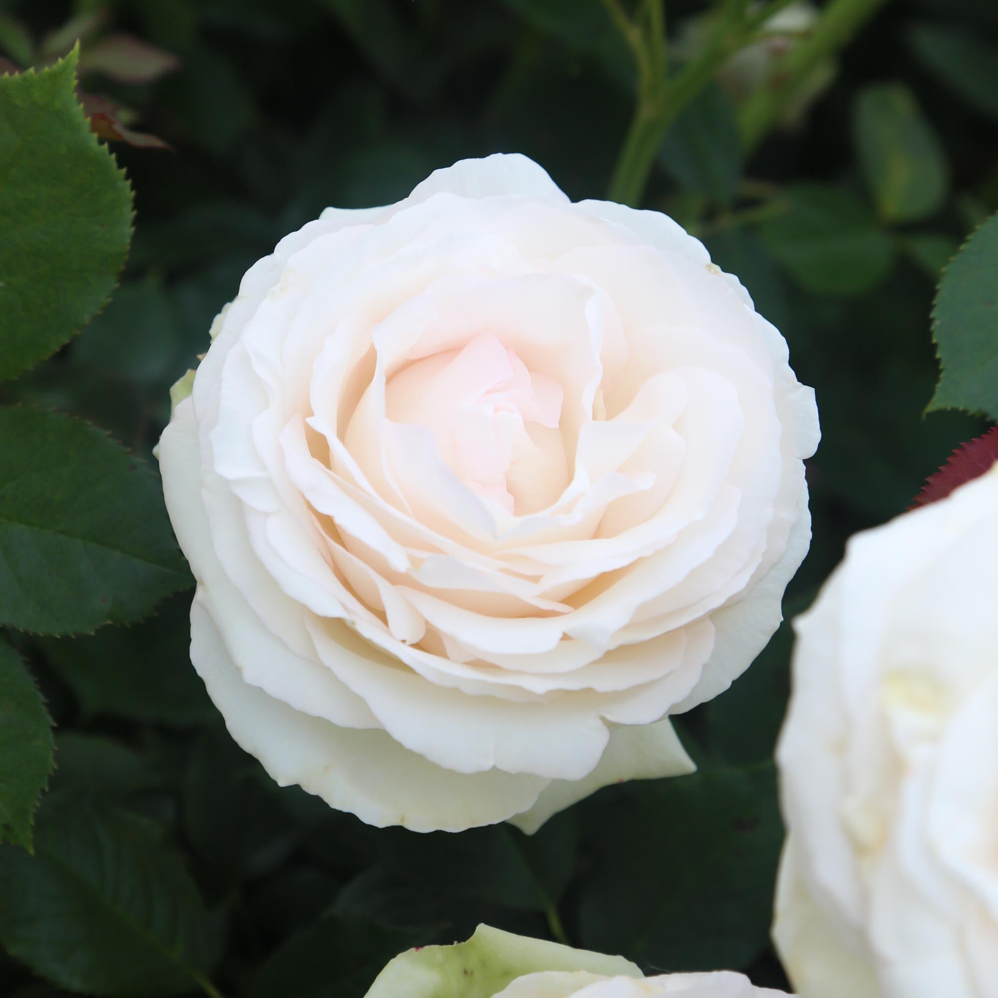 White Eden Climber®