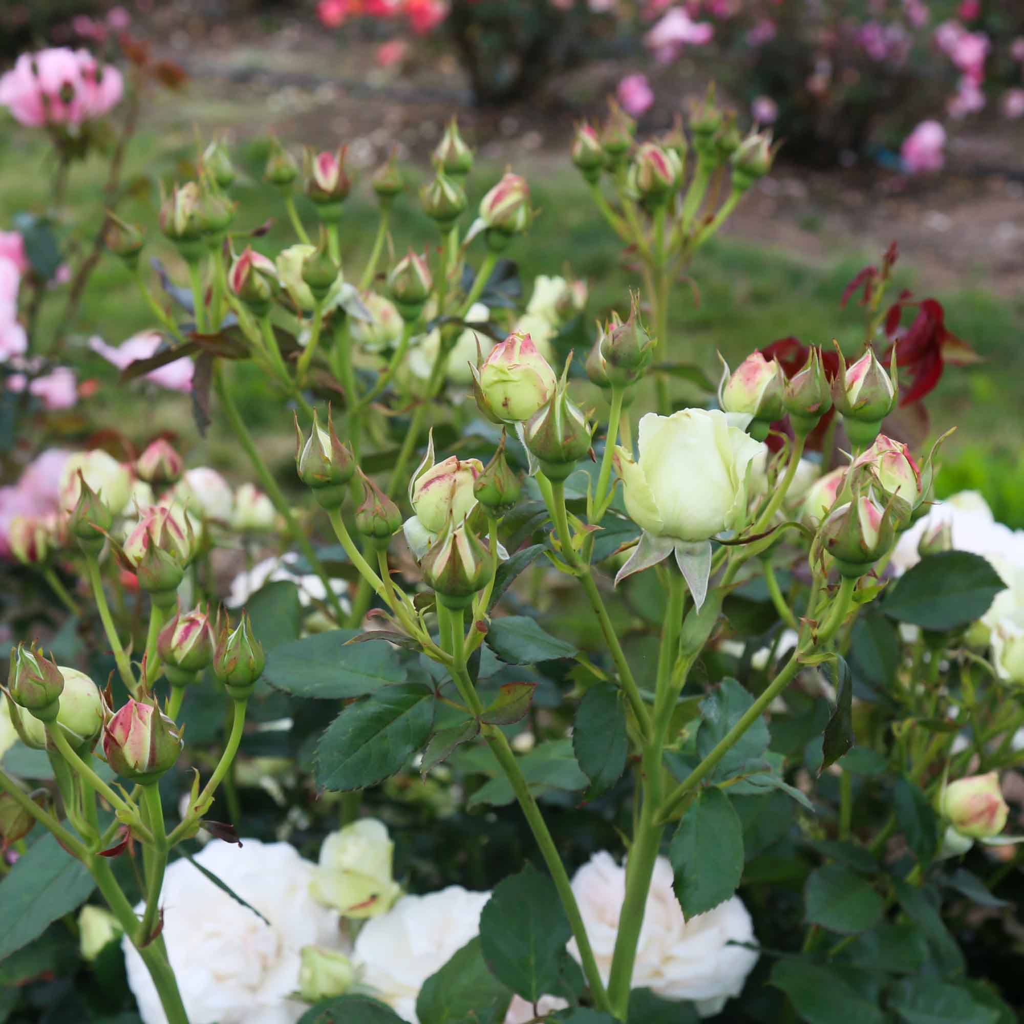 White Eden Climber®