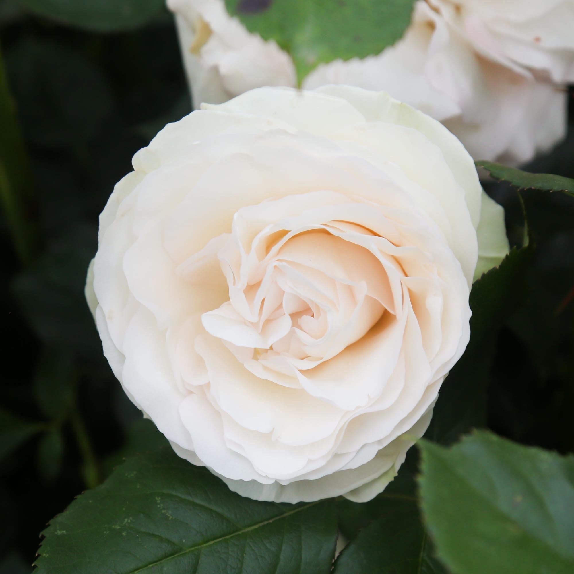 White Eden Climber®