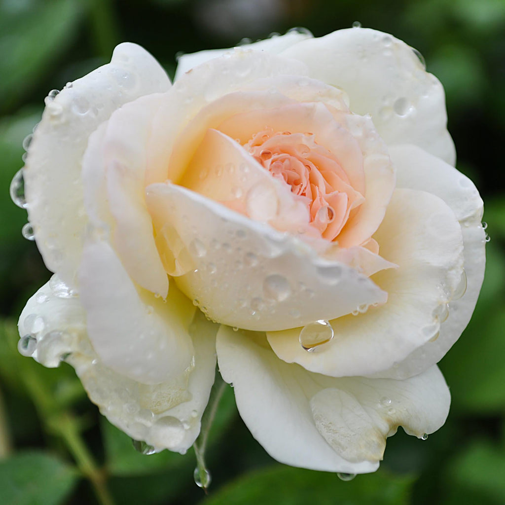White Eden Climber®