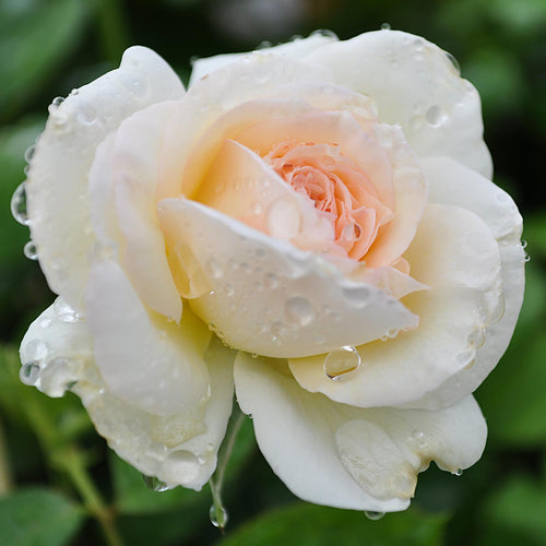 White Eden Climber®