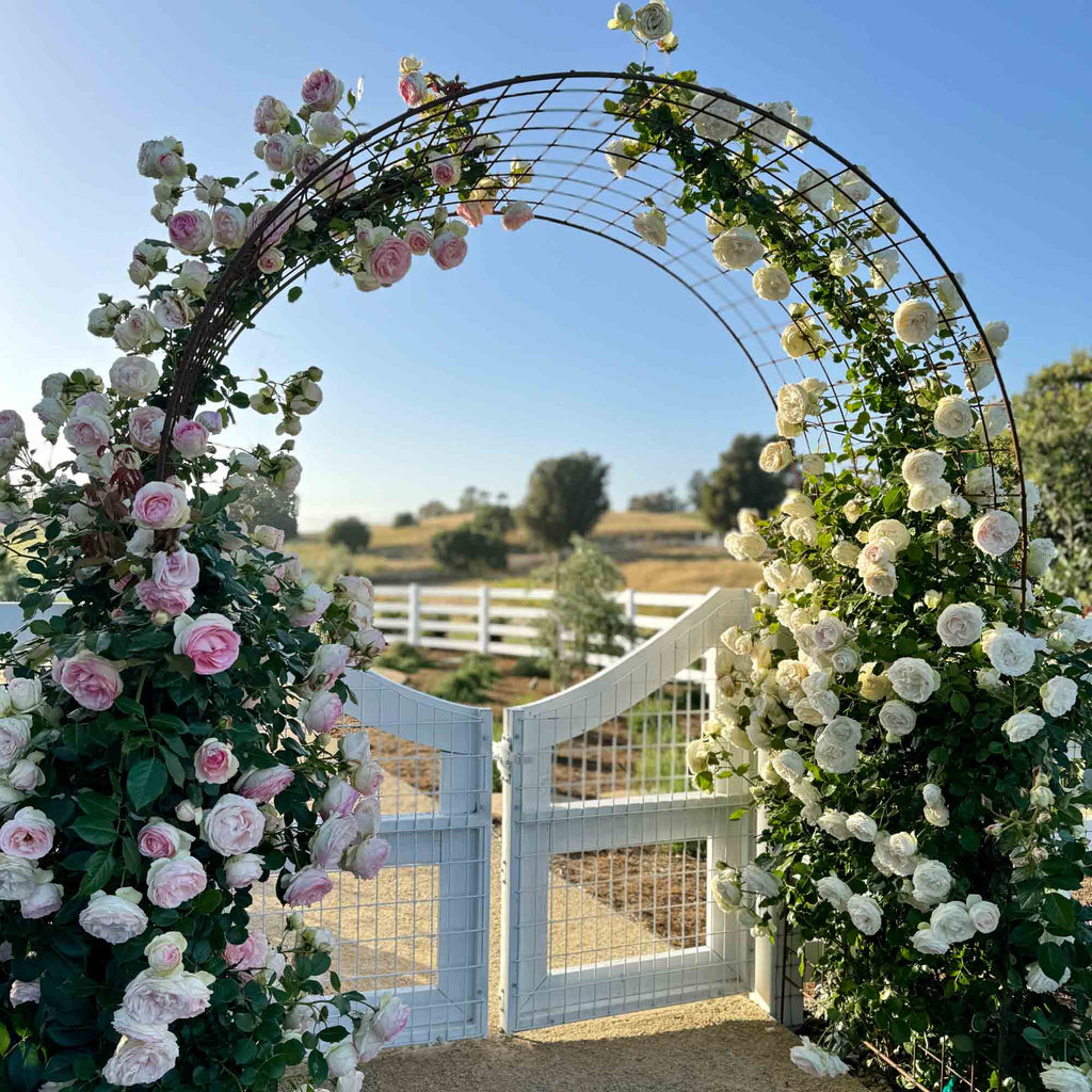 White Eden Climber®