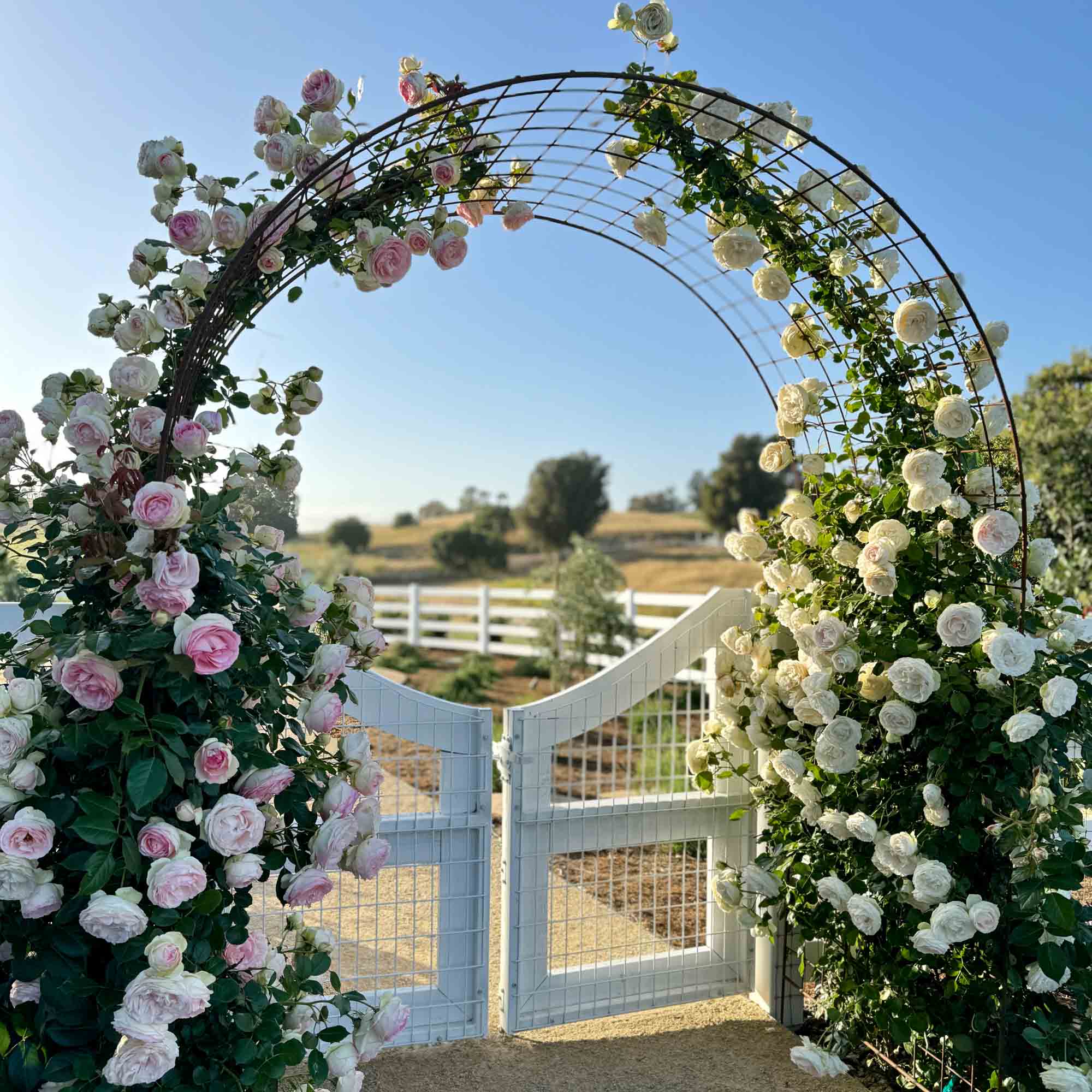 White Eden Climber®