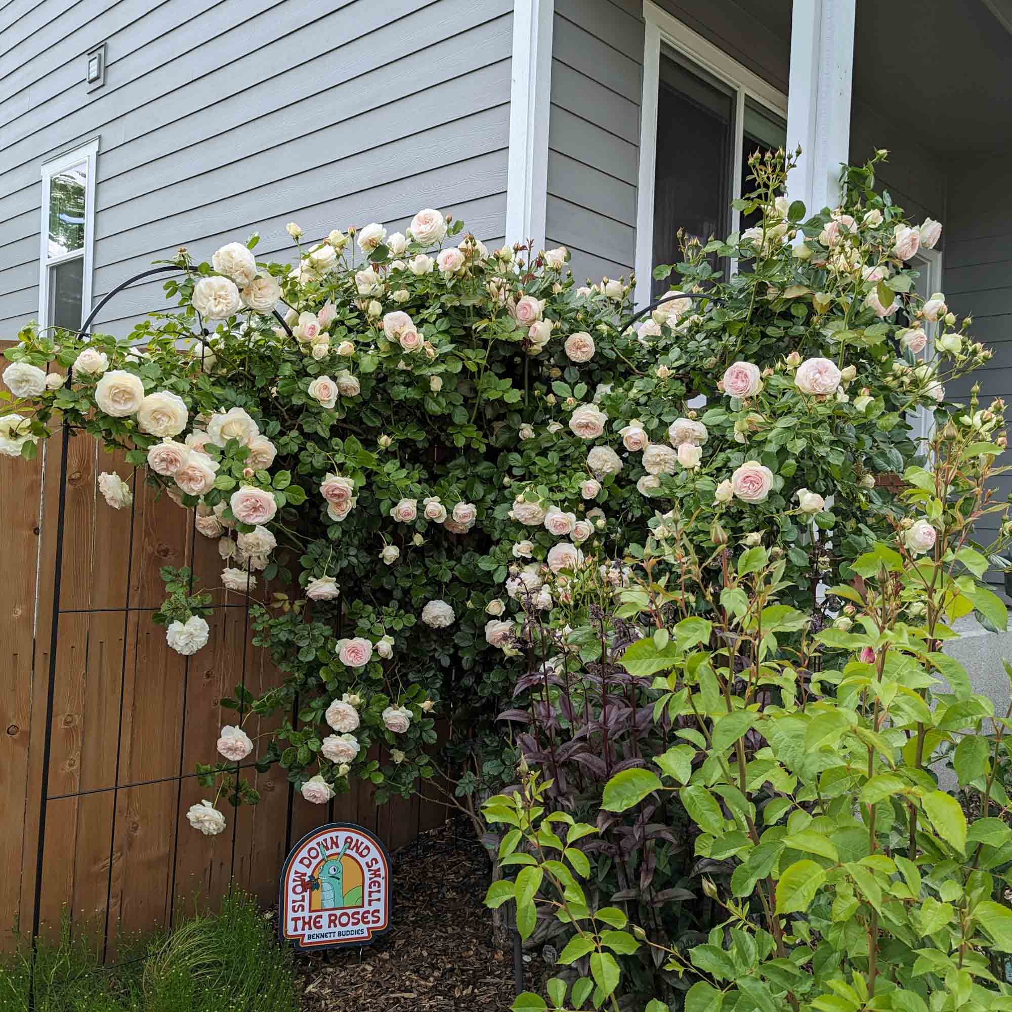 White Eden Climber®