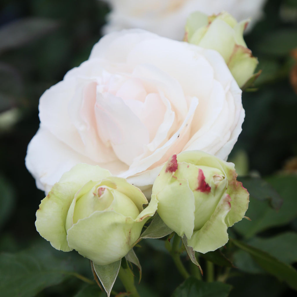 White Eden Climber®