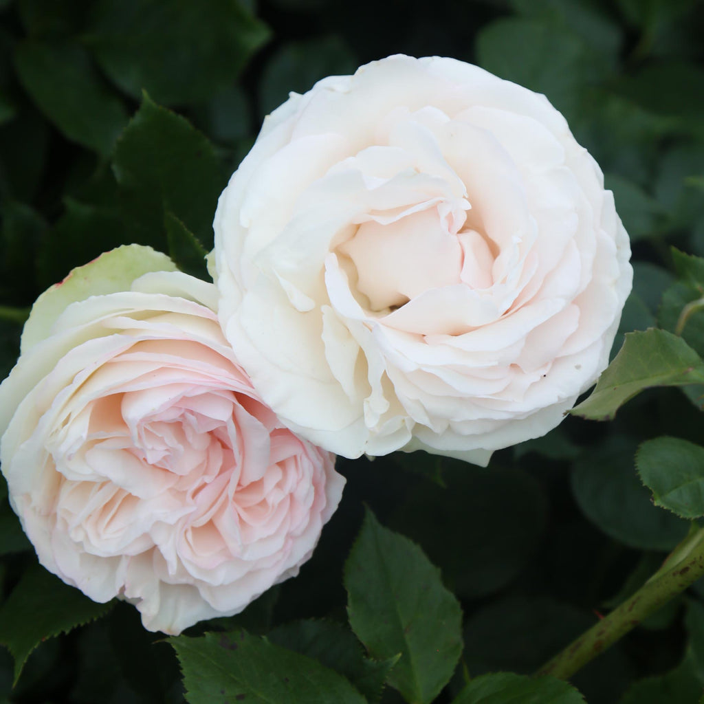 White Eden Climber®