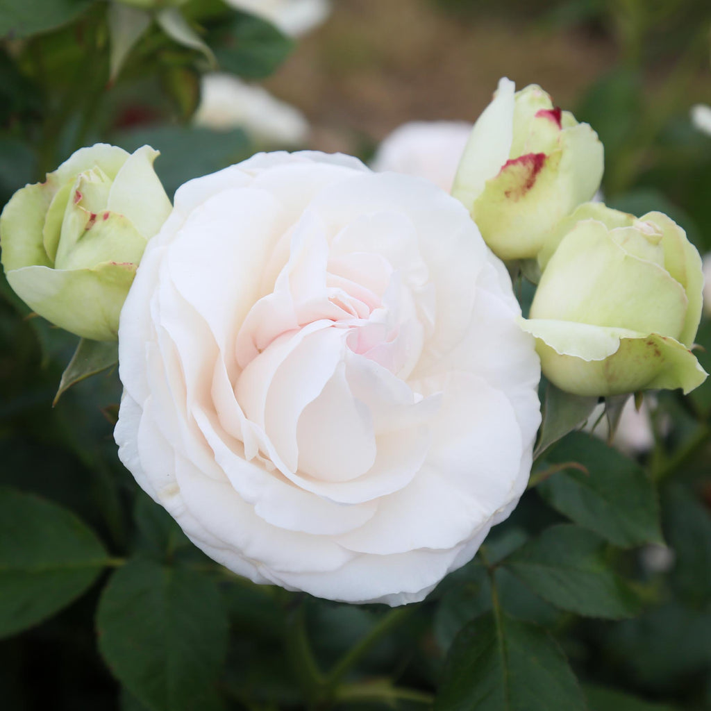 White Eden Climber®