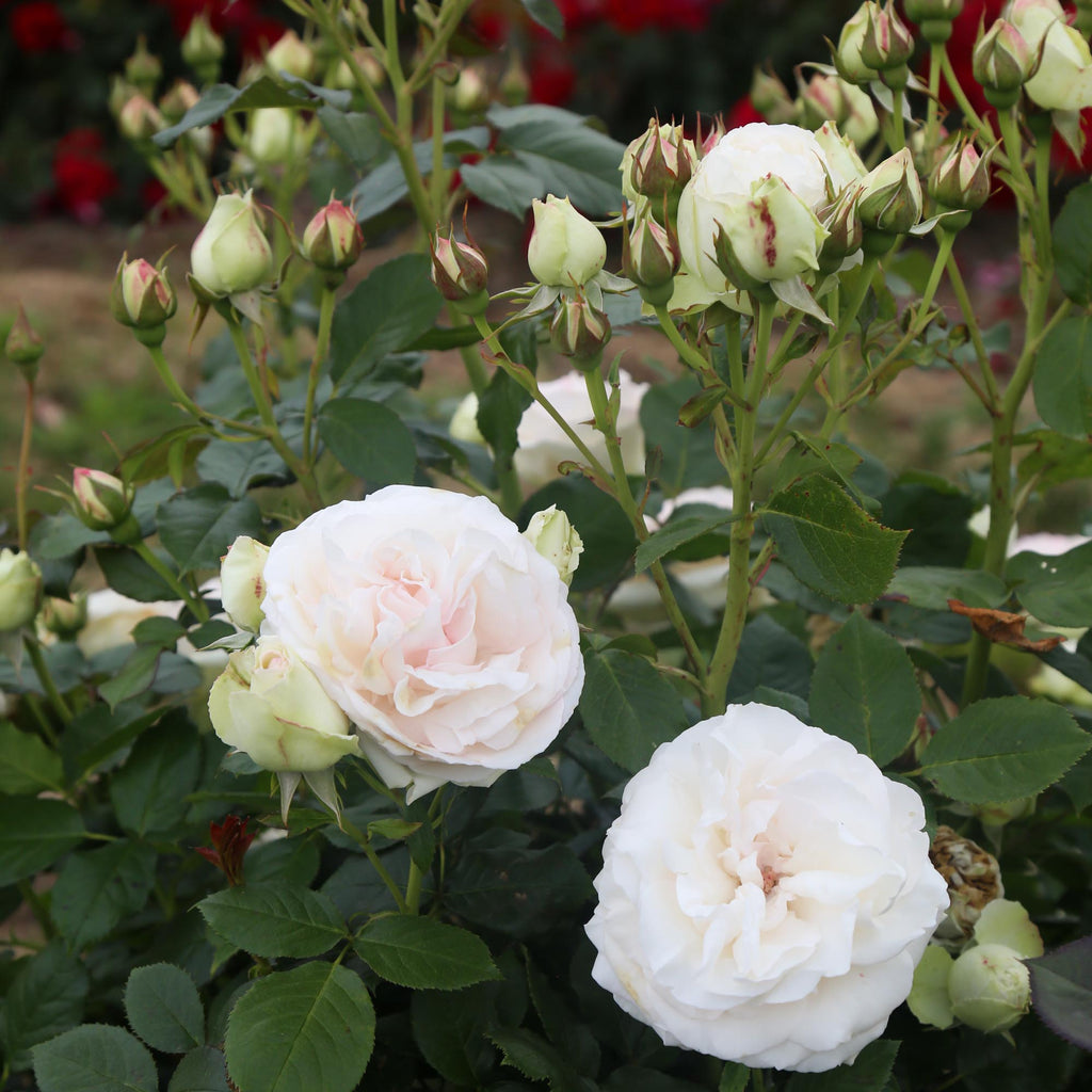 White Eden Climber®