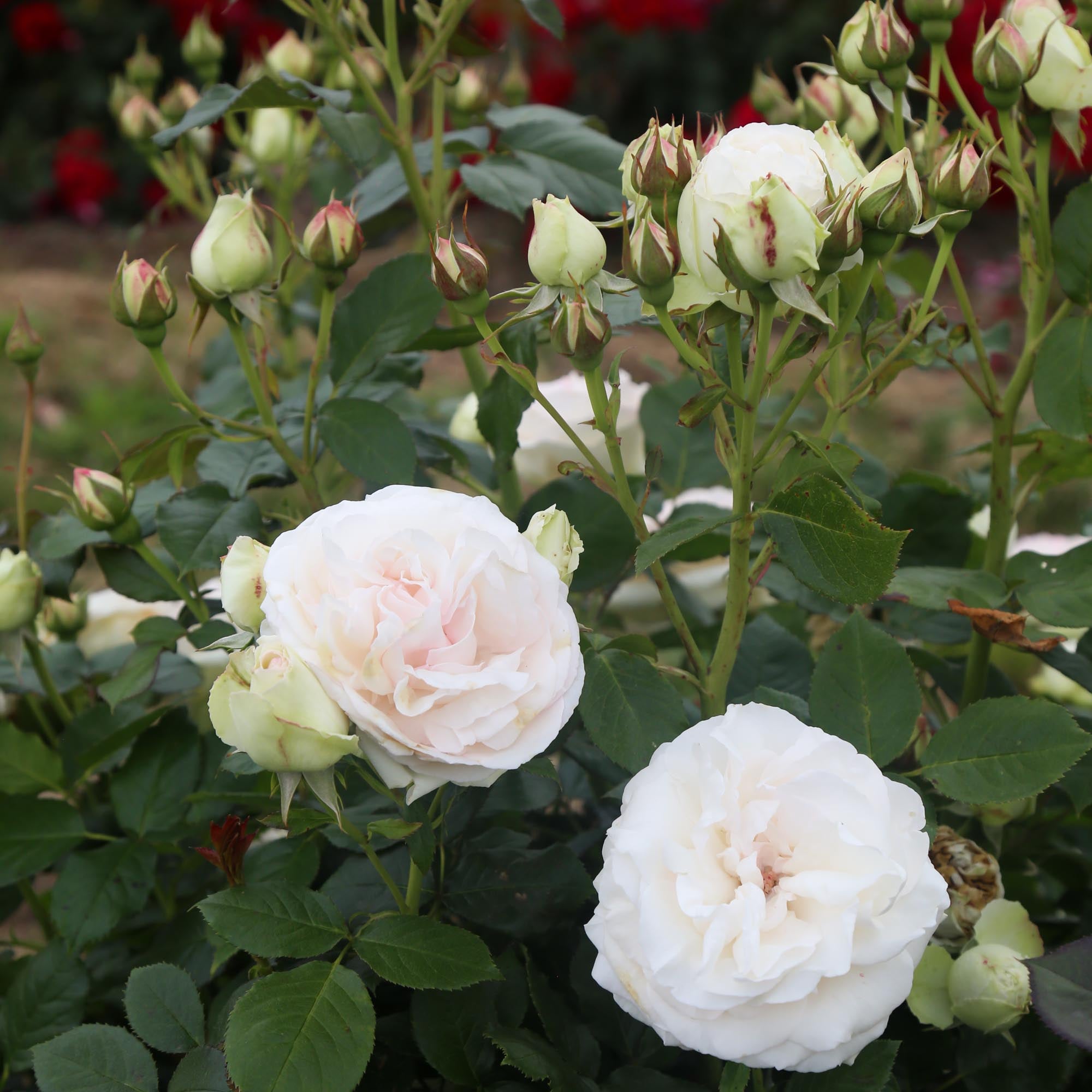 White Eden Climber®