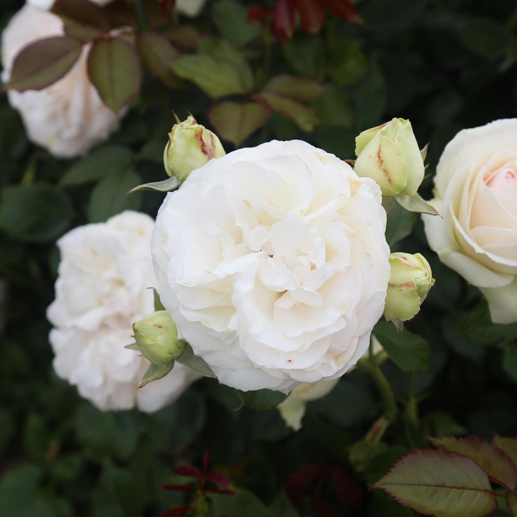 White Eden Climber®