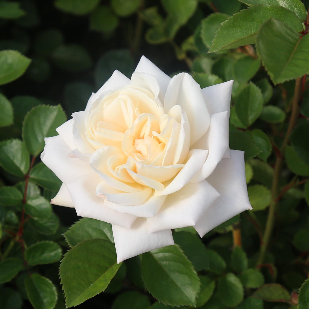 White Gold Roses White Gold Shrub Rose | Fragrant Rose Bush – Heirloom