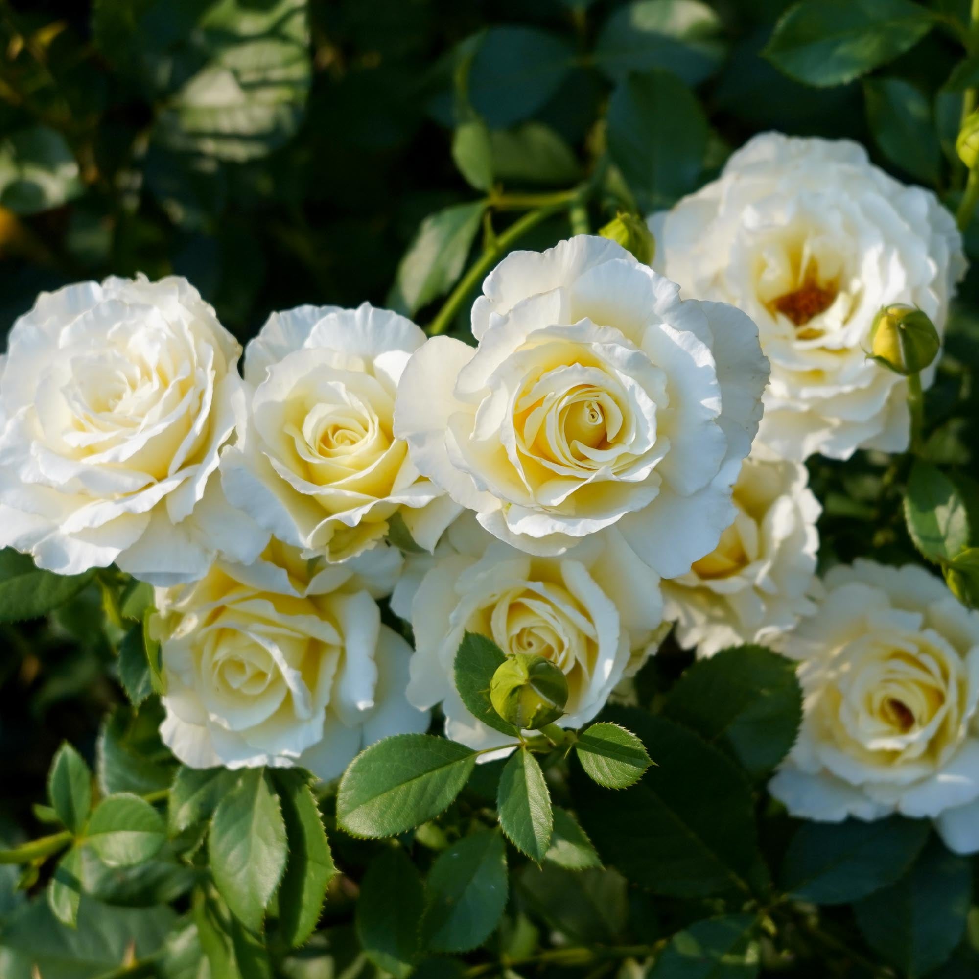 White Licorice Floribunda Rose | Yellow Rose Bush – Heirloom
